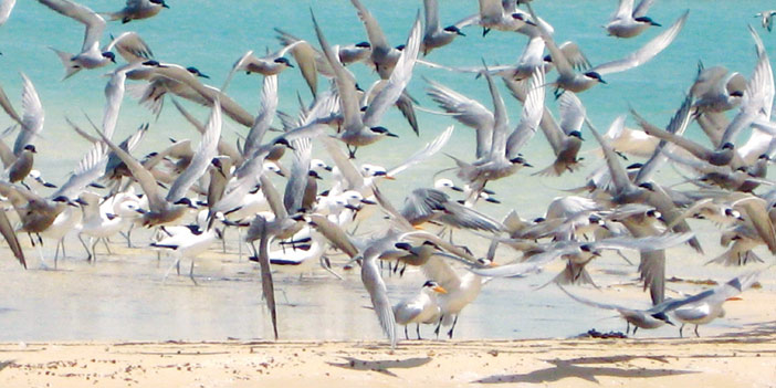  أعداد من الطيور تستعد للرحيل للجزر المجاورة للتكاثر