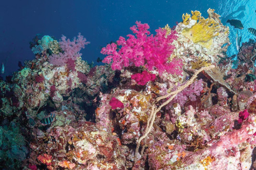 وثائقي عن الشعب المرجانية في البحر الأحمر 