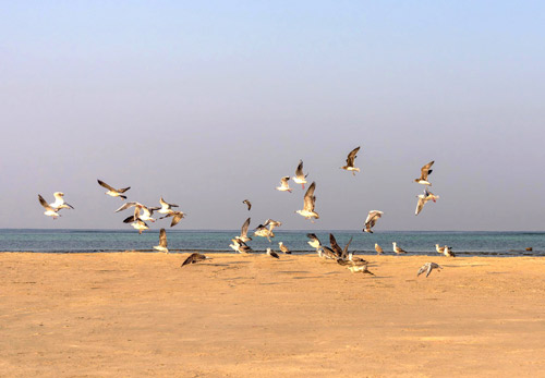 إطلاق 63 طائرًا بحريًا في كورنيش جدة 