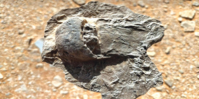 اكتشاف أحافير نادرة تعود إلى 465 مليون سنة في العلا 