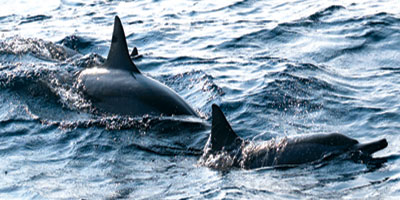 أسراب الدلافين تنعش السياحة البحرية بجزر الليث 