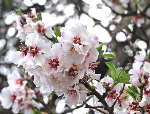 أزهار اللوز تكسو مرتفعات عسير 