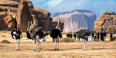 إطلاق أكثر من 10 آلاف كائن فطري ضمن برامج إعادة التوطين 