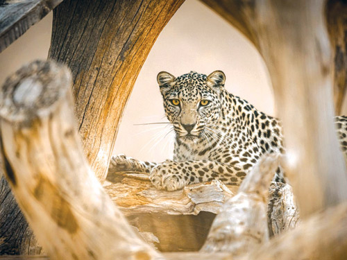 العُلا والنمر العربي.. علاقةٌ وثَّقتها النقوش وحافظت عليها جهود الحاضر 