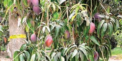 أسواق جازان تستقبل بواكير المانجو 