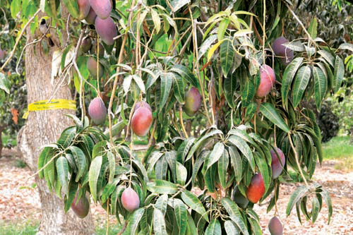 أسواق جازان تستقبل بواكير المانجو 