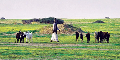 تنوع النباتات يعزز قدرة الأراضي الجافة على تحمّل الرعي 