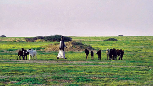تنوع النباتات يعزز قدرة الأراضي الجافة على تحمّل الرعي 