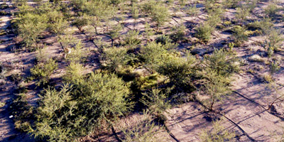 المملكة تحقق إنجازًا بيئيًا نوعيًا بإعادة تأهيل أول مليون هكتار من الأراضي المتدهورة 