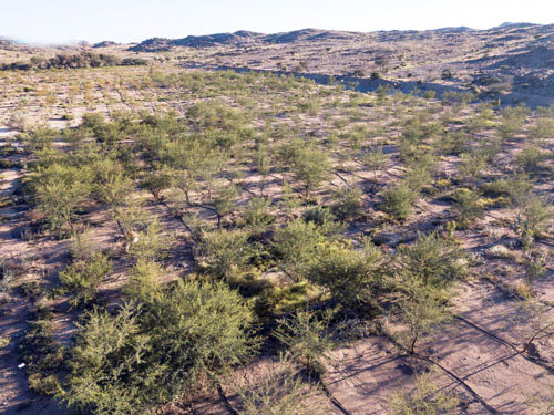 ضمن مبادرة السعودية الخضراء 