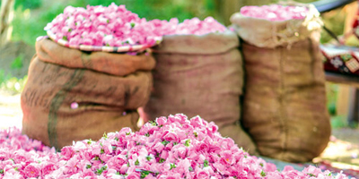 نمو كبير لقطاع الورد وطلب عالمي متزايد 