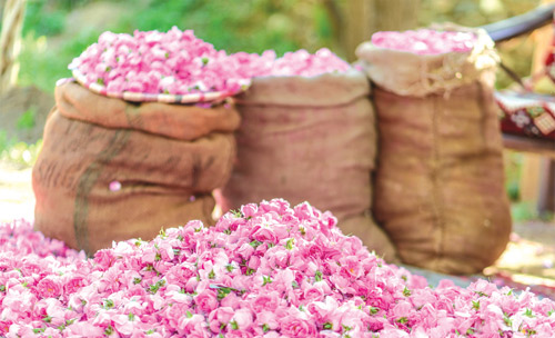 نمو كبير لقطاع الورد وطلب عالمي متزايد 