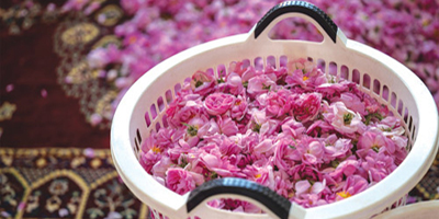 الورد الطائفي ينتج أغلى الزيوت العطرية في العالم 