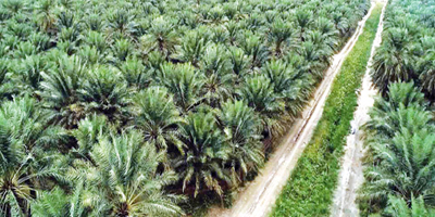 مليون هكتار من الإنجازات... المملكة تؤكد ريادتها العالمية في مجال البيئة 