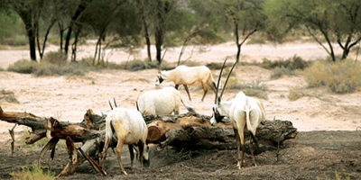 جولة الحياة البرية في الحِجر.. تناغم الطبيعة والحياة الفطرية 